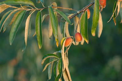 Elaeagnus angustifol